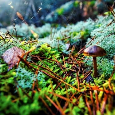 Mousse, lichens et champignon